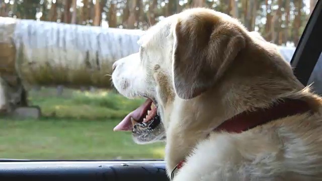 狗品种拉布拉多犬或金毛寻回犬望向车窗。驯养的动物们昂着头，开着车，享受着风，看着世界。近距离
