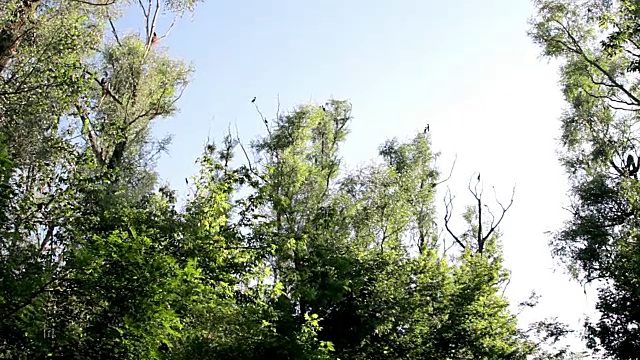 鸬鹚在树上