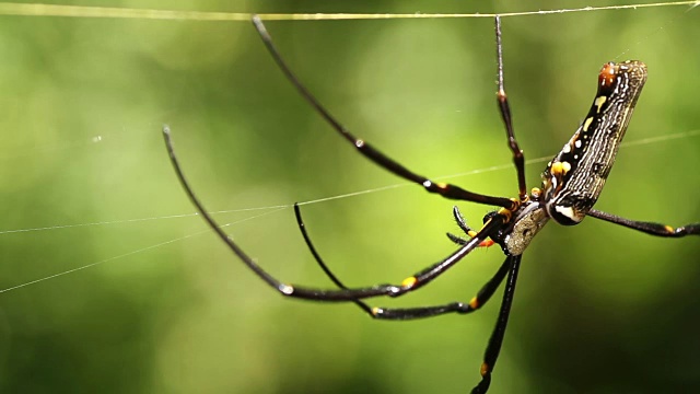 蜘蛛巨人北方金球编织者(Nephila pilipes)雌性