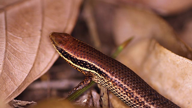 青铜草太阳石龙子，Eutropis (mabuya) macularia