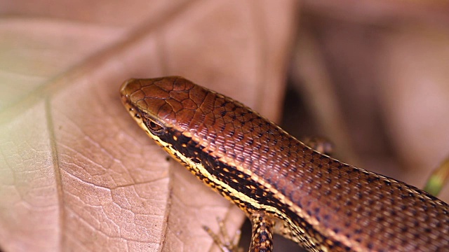 青铜草太阳石龙子，Eutropis (mabuya) macularia特写