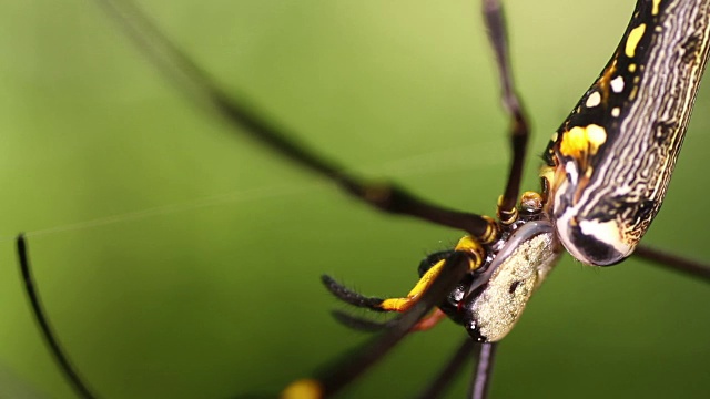 蜘蛛巨人北方金球编织者(Nephila pilipes)雌性