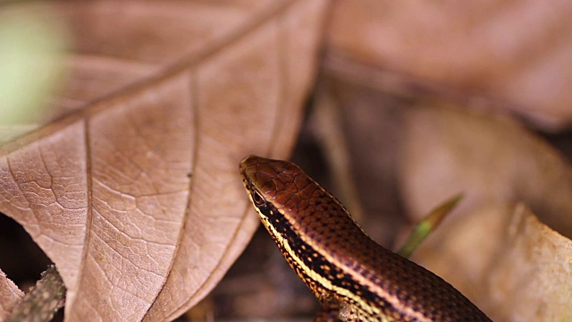 落叶间的蜥蜴。青铜草太阳石龙子，Eutropis (mabuya) macularia