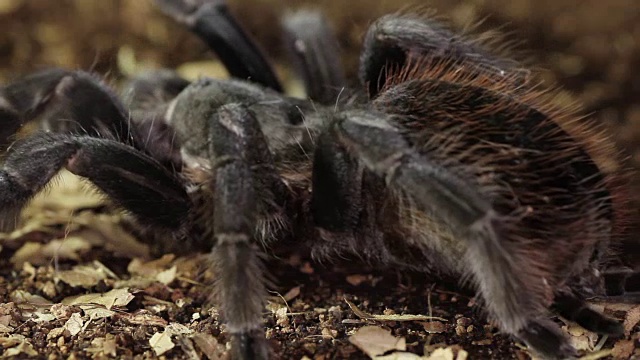 巴西黑狼蛛(Grammostola pulchra)