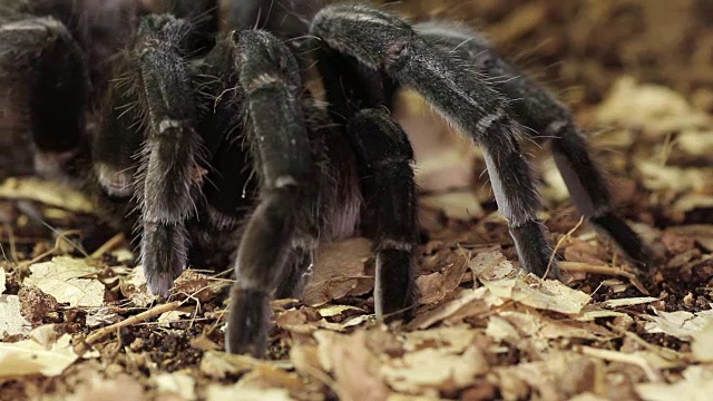 巴西黑狼蛛(Grammostola pulchra)