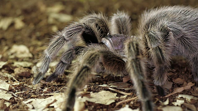 智利玫瑰狼蛛(Grammostola rosea)