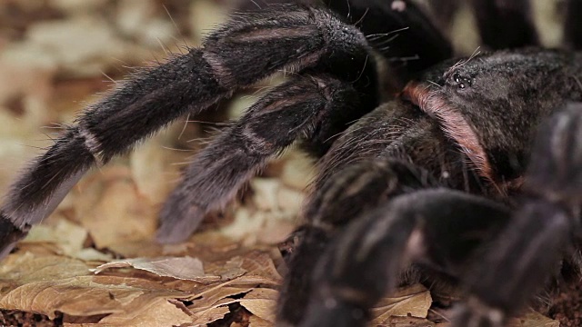 巴西黑狼蛛(Grammostola pulchra)