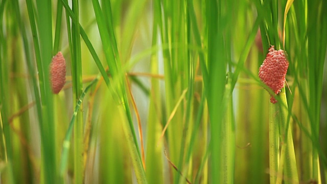 沟苹果或金苹果蜗牛蛋