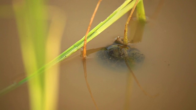 通灵苹果或金苹果蜗牛
