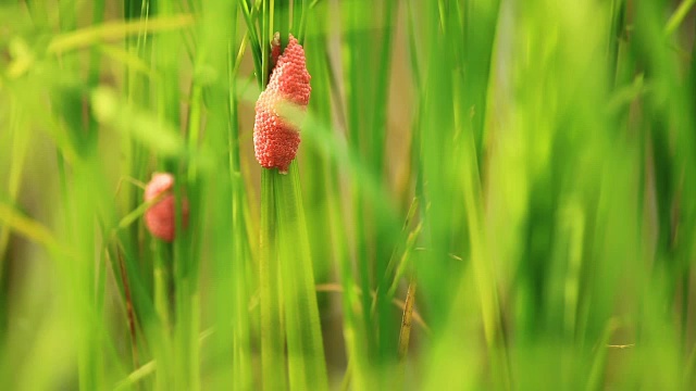 沟苹果或金苹果蜗牛蛋