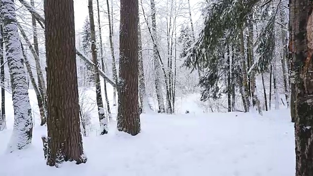 漫步在冬日白雪覆盖的森林里