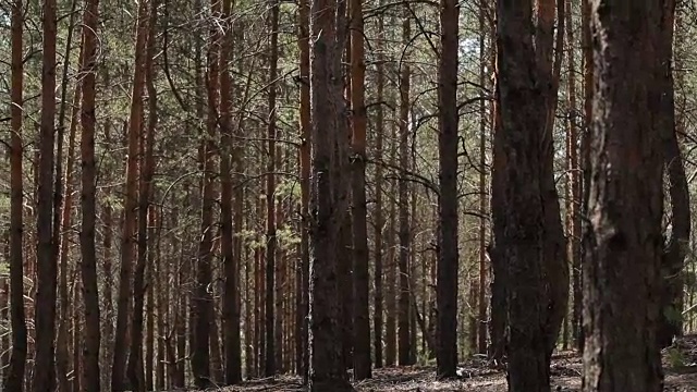 森林森林。树木的背景。绿色的自然景观。荒野。介绍