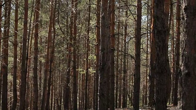 详情图-森林森林。树木的背景。绿色的自然景观。荒野。介绍