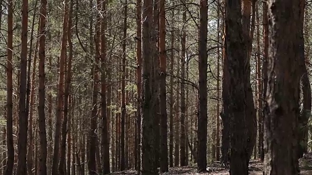 详情图-森林森林。树木的背景。绿色的自然景观。荒野。介绍