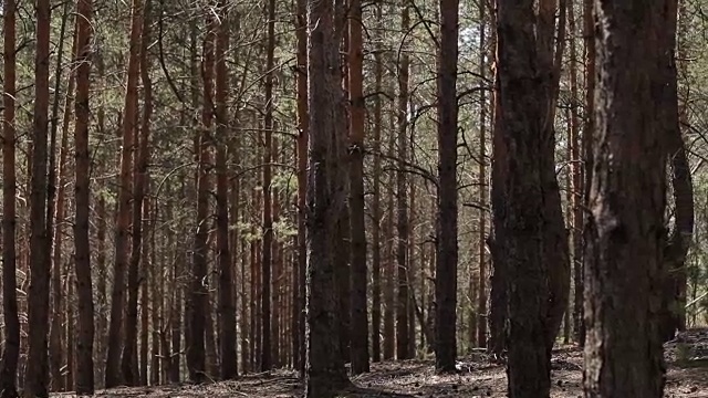 详情图-森林森林。树木的背景。绿色的自然景观。荒野。介绍