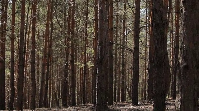 详情图-森林森林。树木的背景。绿色的自然景观。荒野。介绍