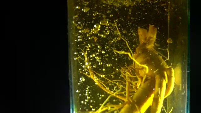 在蜜蜂中混合人参