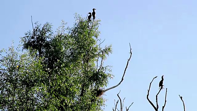 鸬鹚在树上