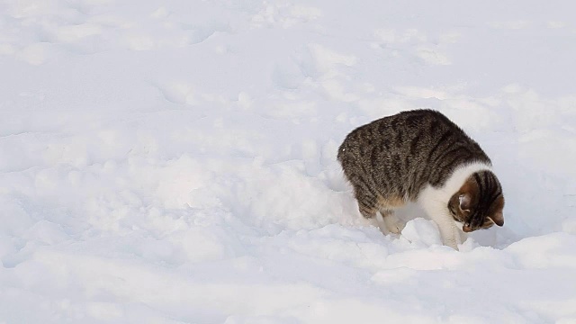 冬天雪地里美丽的猫