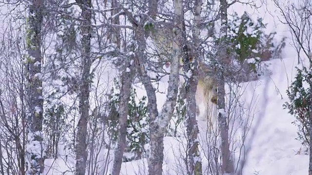 三只狼在狼群的领地上巡逻
