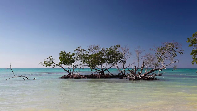 加勒比海海岸的红树林