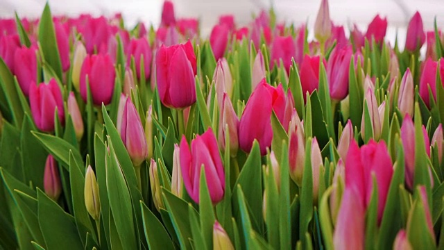 粉色郁金香花。种植观赏和花卉景观设计和礼品