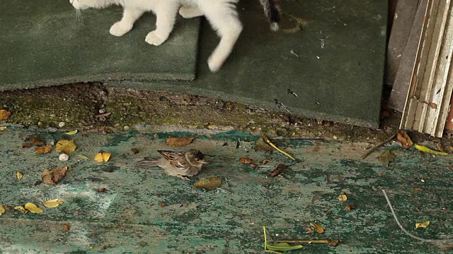 小猫在和小鸟玩