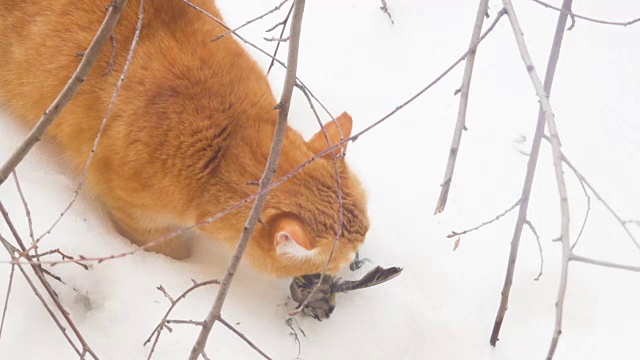 姜猫捕食者吃猎物。冬天的雪。猫抓住了一只小鸟