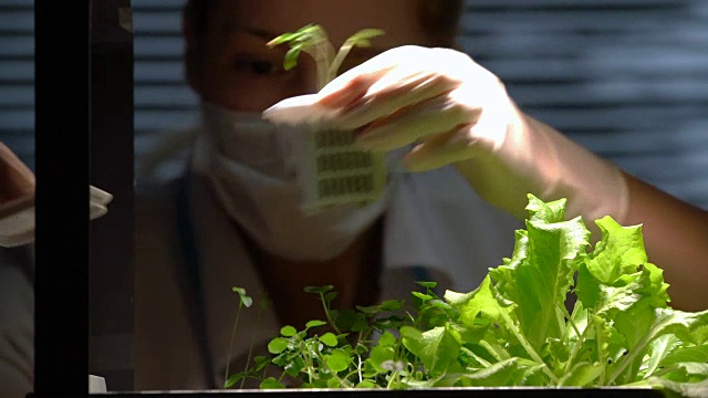 一位女科学家在实验室里移植小芽苗