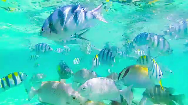 女孩在水下潜水