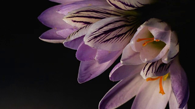 花，紫番红花盛开