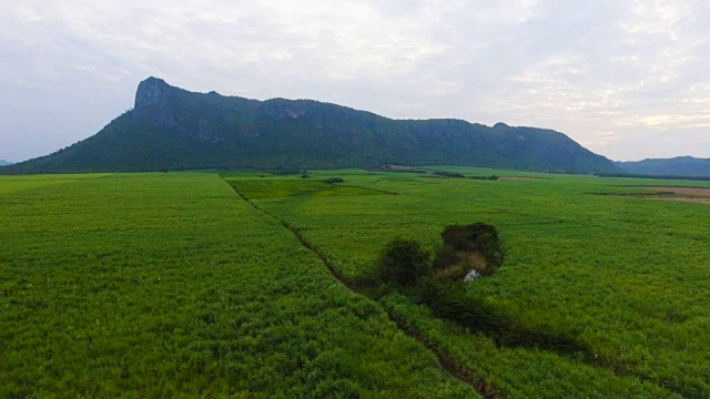 黄昏时分在山前种植甘蔗。