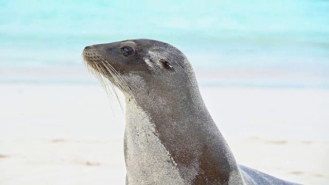 海狮