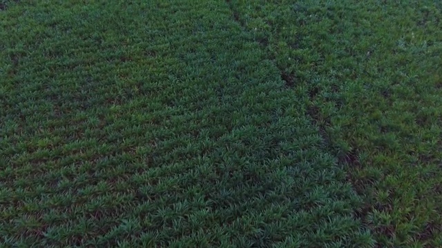 黄昏时分在山前种植甘蔗。