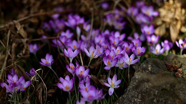 春花雪花莲番红花