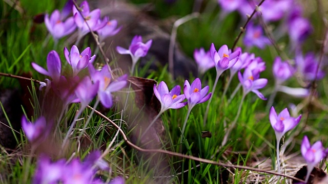 春花雪花莲番红花