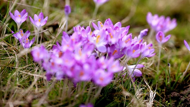 春花雪花莲番红花
