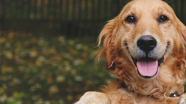 自然界中美丽的金毛寻回犬