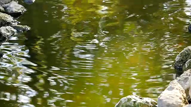 池塘里浮着的鱼跳出水面和石头
