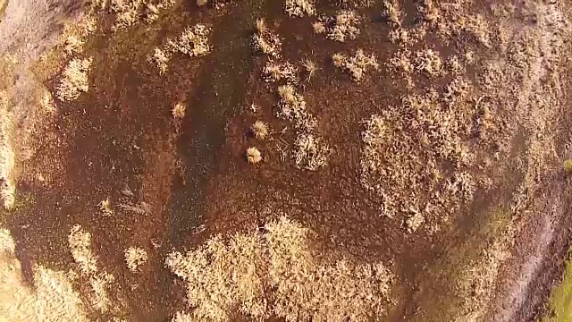 特有水生植被，由芦苇、水生灌木和植物组成，在沼泽地形上空飞行
