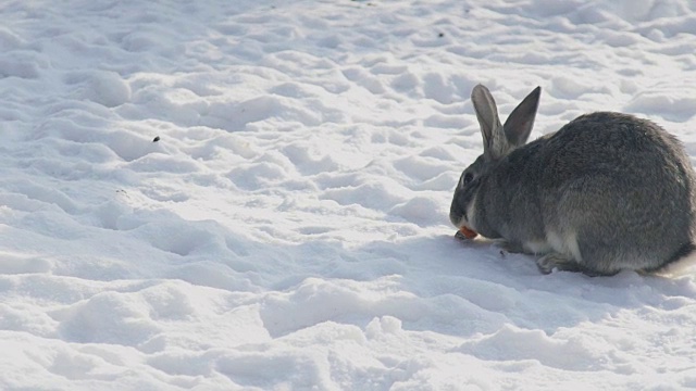 一只灰色的大兔子在寒冷的雪地里嚼着一根胡萝卜