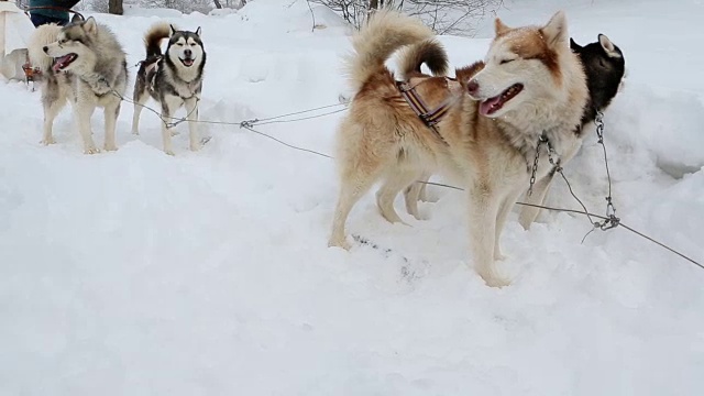 雪橇狗雪橇极地狗毛茸茸的哈士奇站在队伍的期待中。