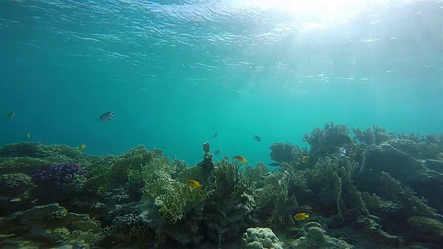 动物生物多样性蓝色蓝色背景彩色的珊瑚礁人群潜水彩色的珊瑚深深埃及印度尼西亚马尔代夫潜水红海鱼鱼组景观海洋自然海洋水肺潜水红色珊瑚礁水肺海洋海洋生命