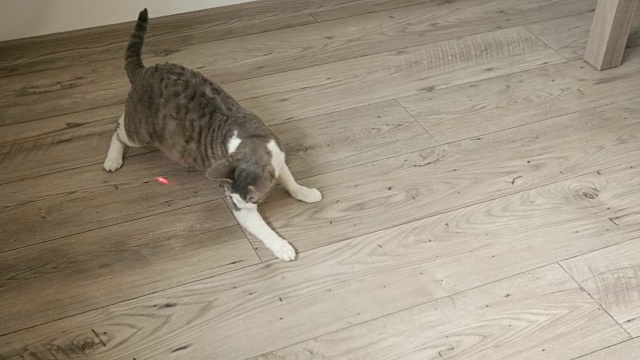猫咪在木地板上玩激光笔
