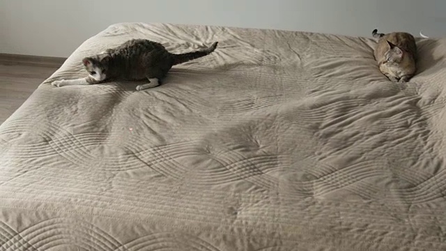 猫在床上玩激光笔