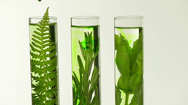 实验室里，试管里放着蕨类植物，薰衣草，迷迭香和薄荷