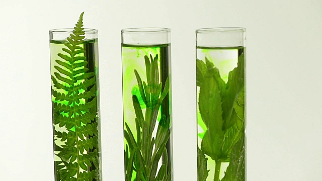 詳情圖-實(shí)驗(yàn)室里，試管里放著蕨類植物，薰衣草，迷迭香和薄荷