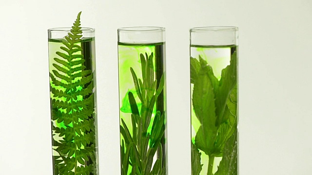 詳情圖-實(shí)驗(yàn)室里，試管里放著蕨類植物，薰衣草，迷迭香和薄荷