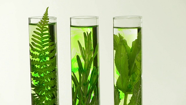 詳情圖-實(shí)驗(yàn)室里，試管里放著蕨類植物，薰衣草，迷迭香和薄荷