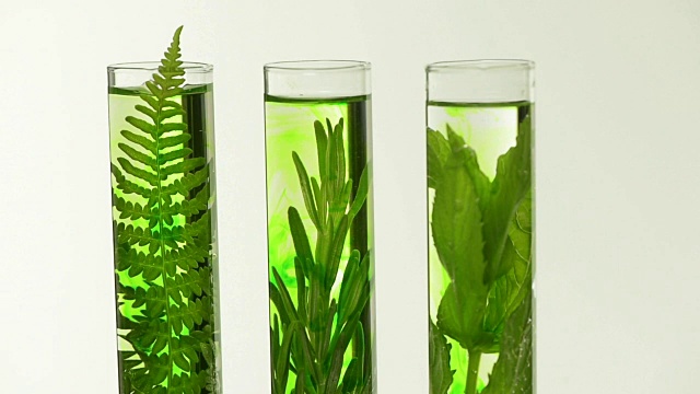 詳情圖-實(shí)驗(yàn)室里，試管里放著蕨類植物，薰衣草，迷迭香和薄荷